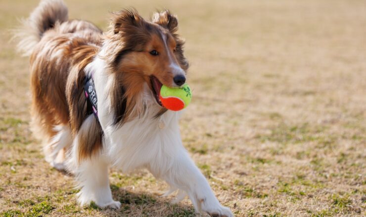 犬と暮らす家づくりのポイント│愛犬と快適に過ごすための環境と工夫